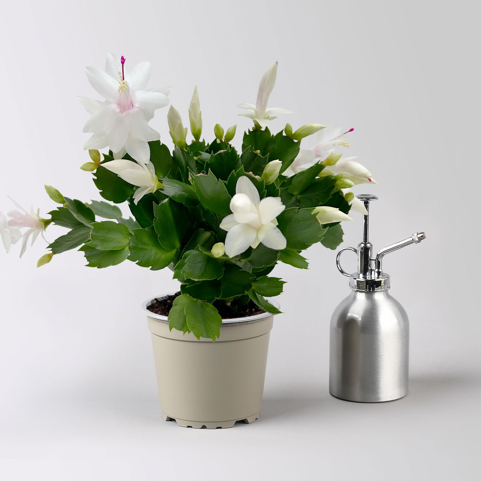 Weihnachtskaktus, weiß, mit Übertopf Dallas anthrazit, Topf-Ø 12 cm, 2 Pflanzen