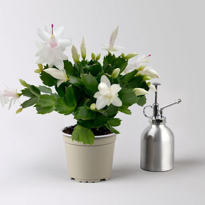 Weihnachtskaktus, weiß, mit Übertopf Dallas anthrazit, Topf-Ø 12 cm, 2 Pflanzen