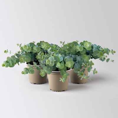 Eukalyptus 'Baby Blue', Topf-Ø 12 cm, 3 Pflanzen