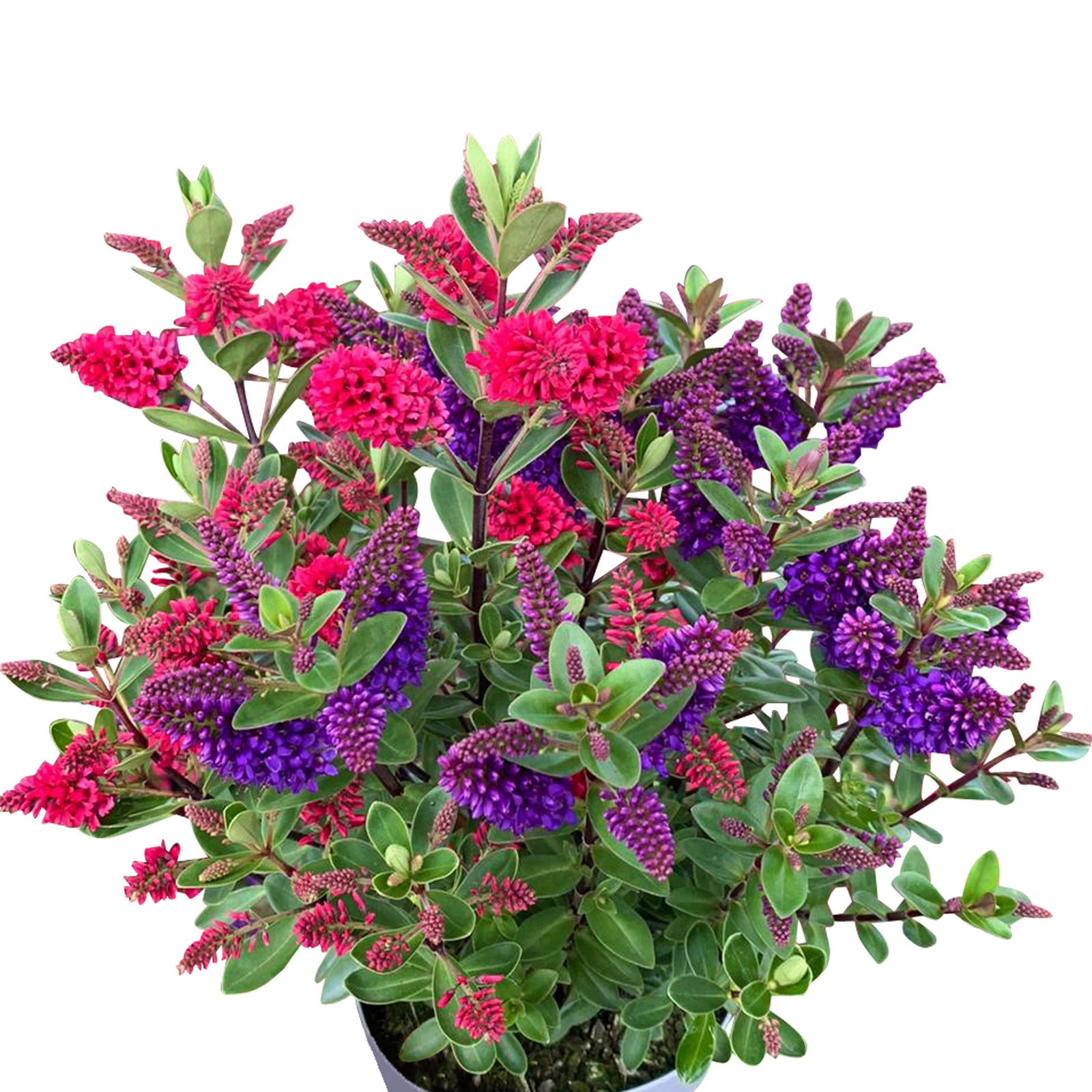 Hebe All Blooms® 'Twin', Duo zufällig, Topf 12 cm Ø, 3er-Set