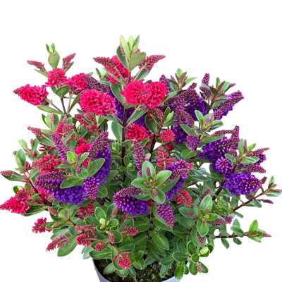Hebe All Blooms® 'Twin', Duo zufällig, Topf 12 cm Ø, 3 Pflanzen Hebe All Blooms® 'Twin', Duo zufällig, Topf 12 cm Ø, 3 Pflanzen