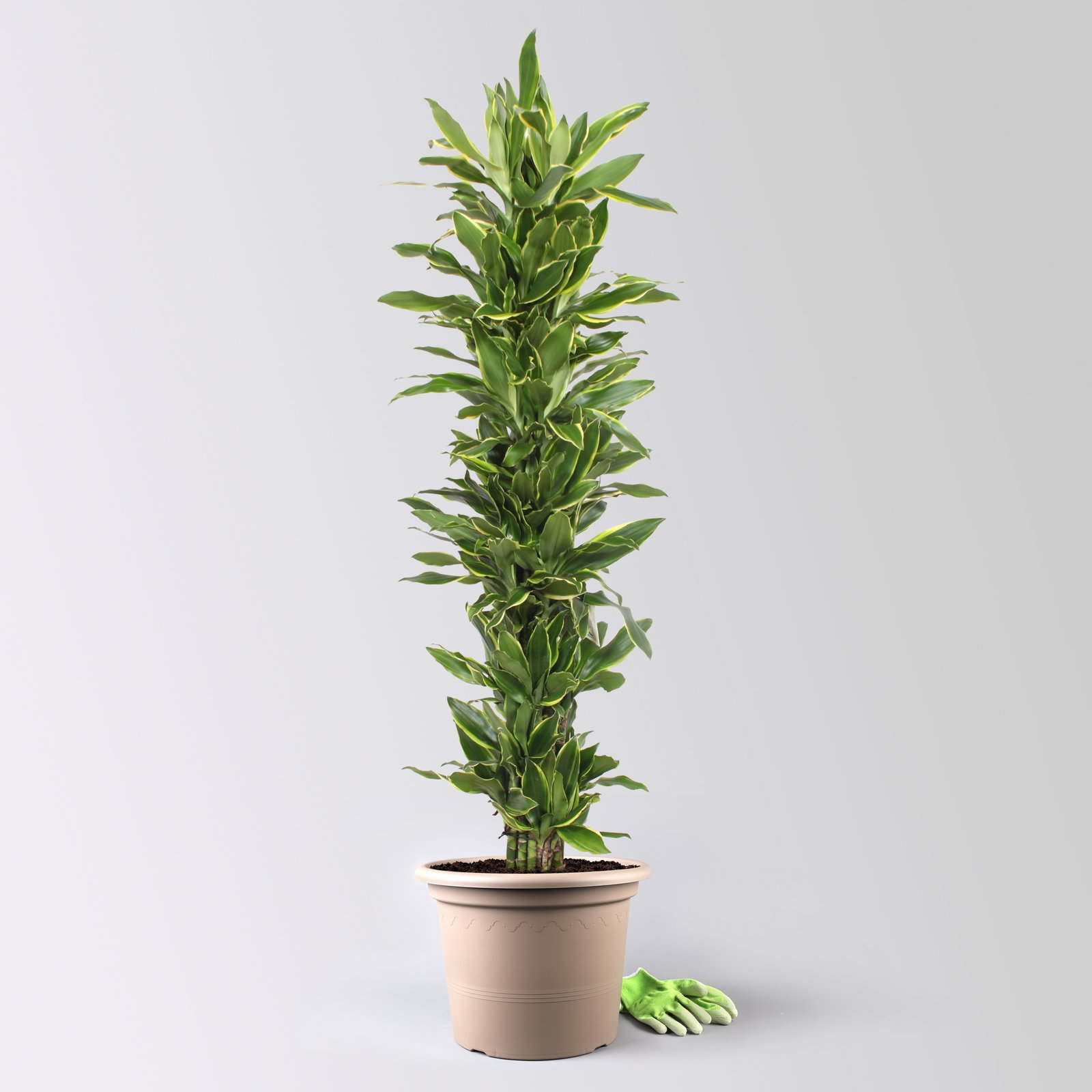 Drachenbaum 'Golden Coast', Topf-Ø 34 cm, Höhe ca. 180 cm