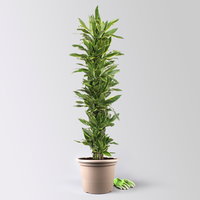 Drachenbaum 'Golden Coast', Topf-Ø 34 cm, Höhe ca. 180 cm