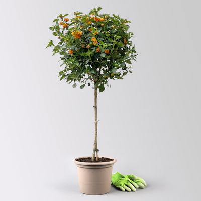 Wandelröschen, orange, Stamm, Topf-Ø 23 cm