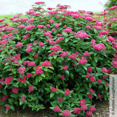 Rote Japanspiere 'Double Play® Red', Spiraea japonica, rot, im Topf 5 Liter