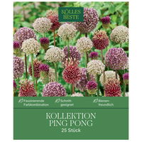 Zierlauch Allium Ping Pong, 25 Zwiebeln