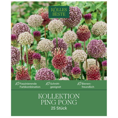 Zierlauch Allium Ping Pong, 25 Zwiebeln