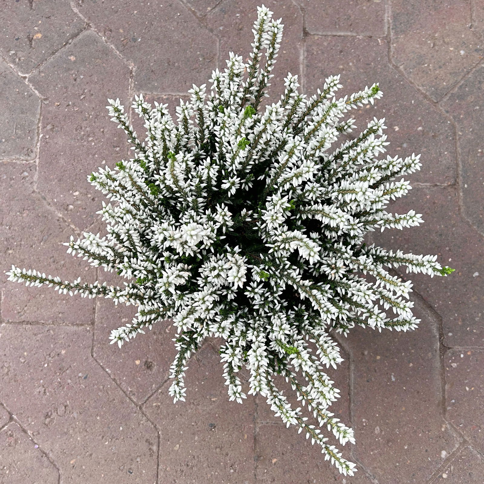 Calluna 'Garden Girls® Lönneby', weiß, Topf-Ø 13 cm, 6 Pflanzen