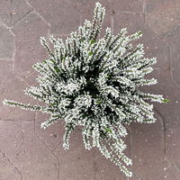Calluna 'Garden Girls® Lönneby', weiß, Topf-Ø 13 cm, 6 Pflanzen