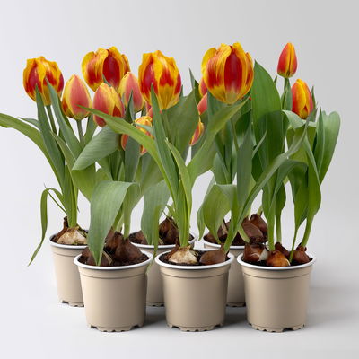Tulpe zweifarbig, vorgetrieben, Topf-Ø 10 cm, 6 Pflanzen Tulpe zweifarbig, vorgetrieben, Topf-Ø 10 cm, 6 Pflanzen