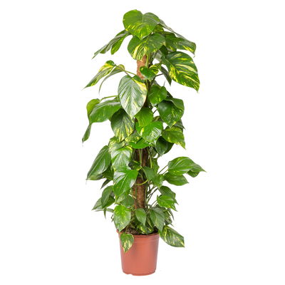 Efeutute mit Moosstab, Topf-Ø 24 cm, Höhe ca. 120 cm