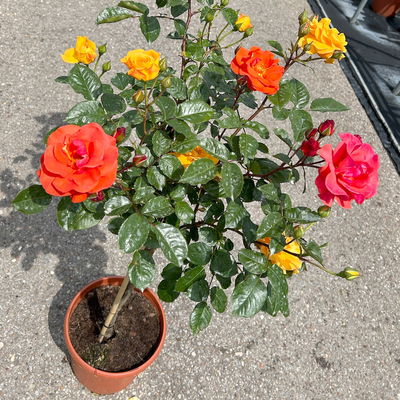 Stammrosen-Duo 'Westpoint'® + 'Westzeit'®, 60cm Stamm, 7,5 Liter Topf