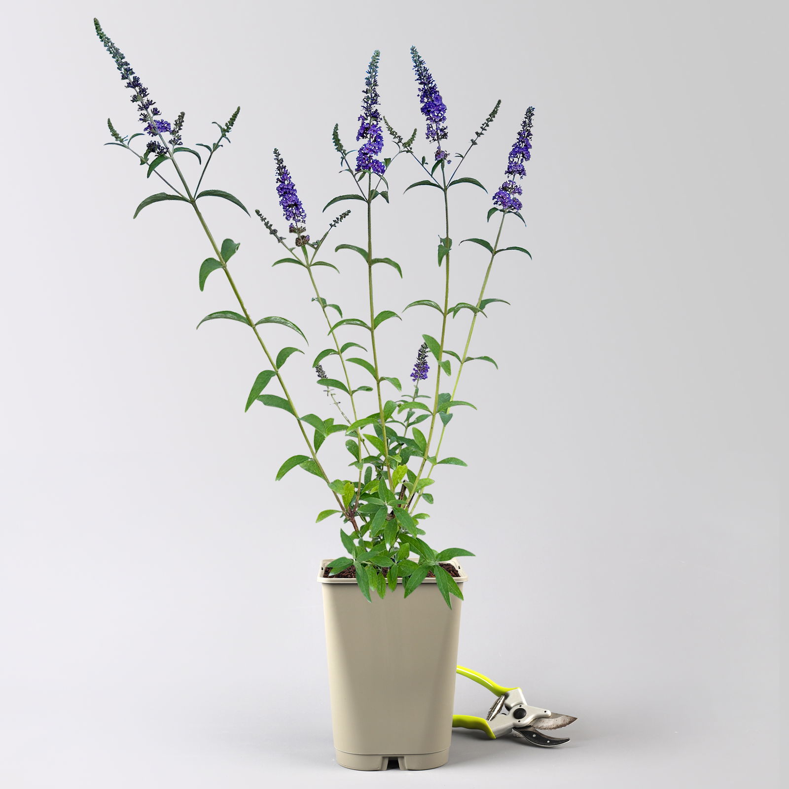 Sommerflieder, Buddleja davidii 'Empire Blue', blauviolett, Topf 5 lt.