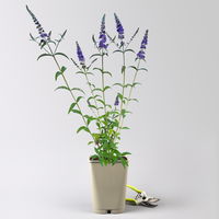 Sommerflieder, Buddleja davidii 'Empire Blue', blauviolett, Topf 5 lt.