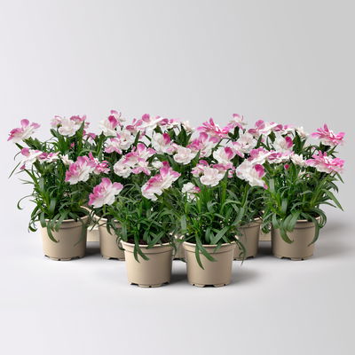 Dianthus 'Pink & Proud®' Mini weiß-pik, Topf-Ø 7 cm, 12 Pflanzen