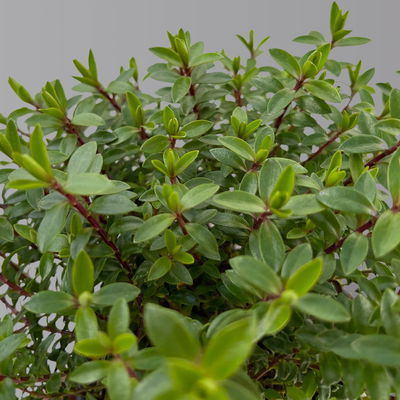 Hebe 'Greenboys®', Mix zufällig, Topf-Ø 12cm, 6er-Set