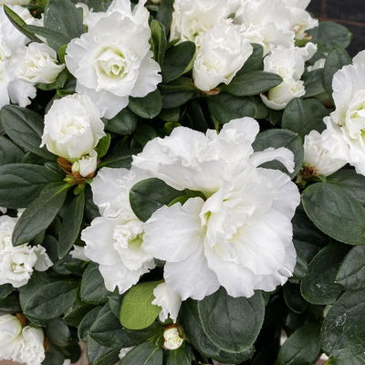 Azalee, weiß gefüllt im Keramiktopf Dallas anthrazit, Topf-Ø 12 cm, 3er-Set Azalee, weiß gefüllt im Keramiktopf Dallas anthrazit, Topf-Ø 12 cm, 3er-Set