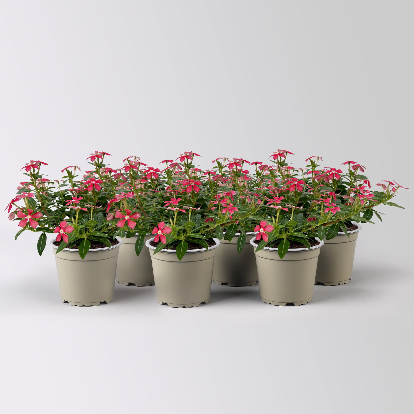 Catharanthus 'Soiree', rot, kleinblütig, Topf-Ø 12 cm, 6 Pflanzen