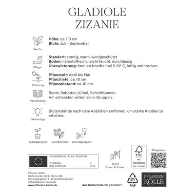 Kölles Beste Gladiole 'Zizanie'®, weiß, 10 Blumenknollen