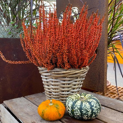 Knospenheide 'Picasso', orange gefärbt, Topf-Ø 12 cm, 6 Pflanzen Knospenheide 'Picasso', orange gefärbt, Topf-Ø 12 cm, 6 Pflanzen