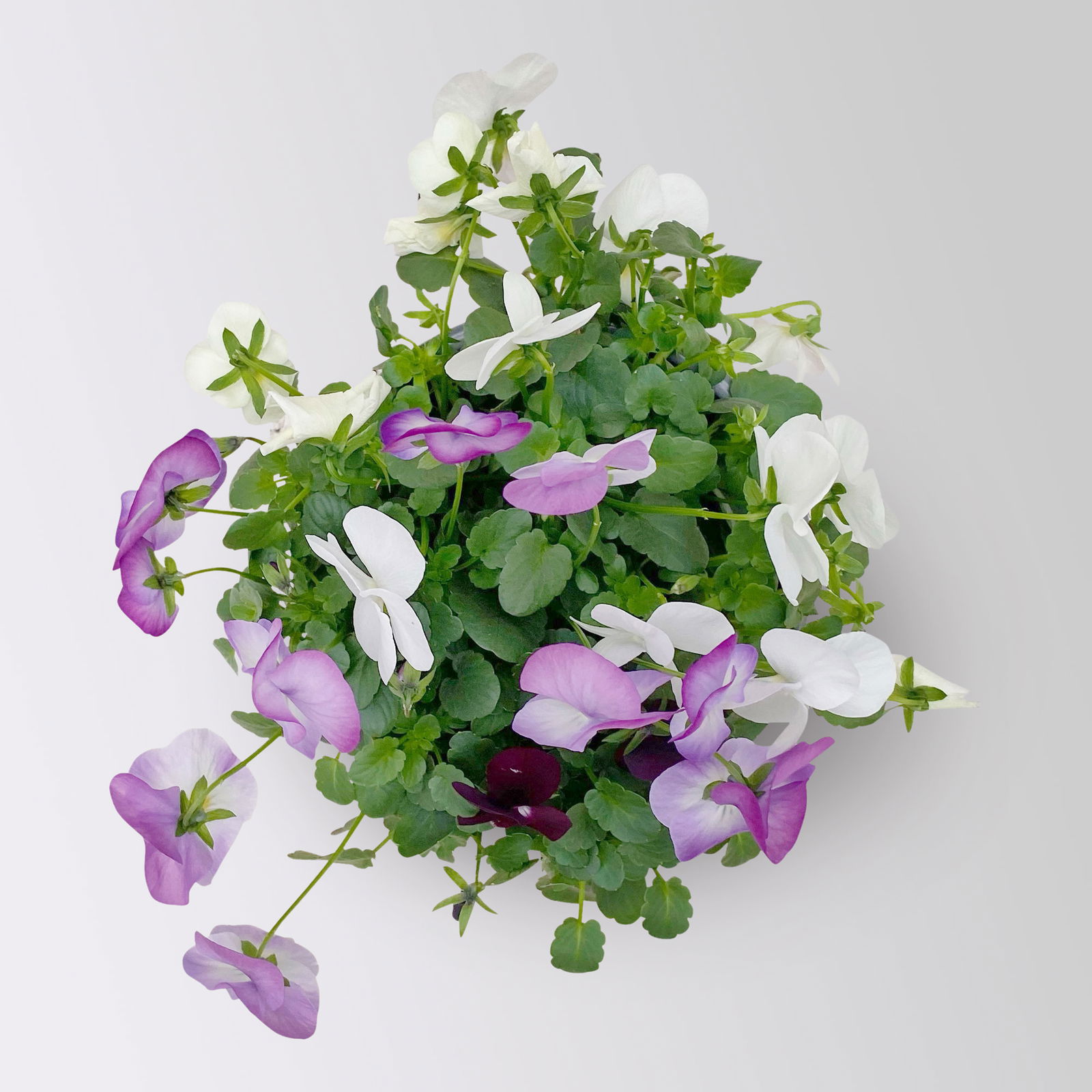 Hornveilchen 'Trio', burgunder-weiß-zweif., Topf -Ø 10 cm, 8 Pflanzen