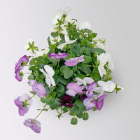 Hornveilchen 'Trio', burgunder-weiß-zweif., Topf -Ø 10 cm, 8 Pflanzen