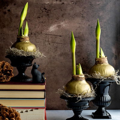 Amaryllis in Wachs XL, Dekor 'Basic Salbeigrün', Blüte weiß Amaryllis in Wachs XL, Dekor 'Basic Salbeigrün', Blüte weiß