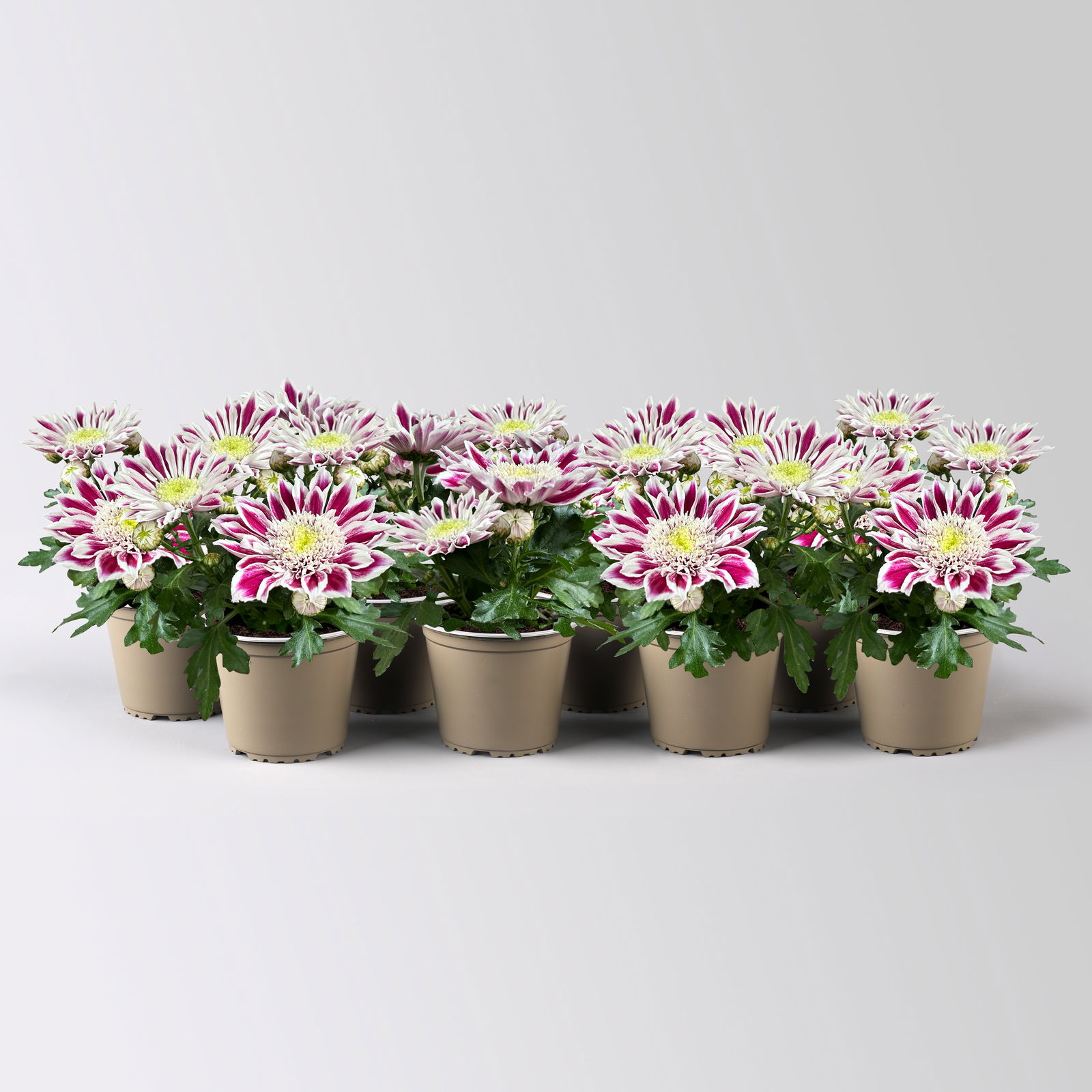 Chrysantheme Mini 'Fabula Pink'pink-weiß, Topf-Ø 7cm, 8 Stück