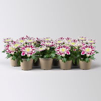 Chrysantheme Mini 'Fabula Pink'pink-weiß, Topf-Ø 7cm, 8 Stück