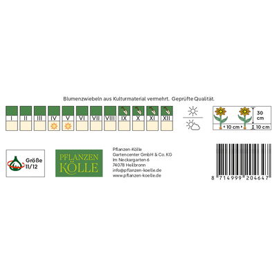 Kölles Beste Greig-Tulpe 'Muskodeed®', gelb/orange, 7 Blumenzwiebeln