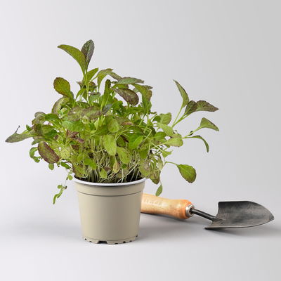 Kölle Bio Asia-Salat 'Garnet Giant', Topf-Ø 12 cm Kölle Bio Asia-Salat 'Garnet Giant', Topf-Ø 12 cm