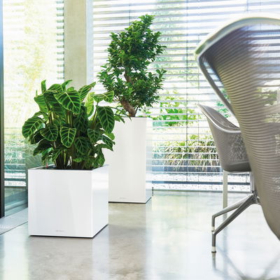 Lechuza 'Canto Premium 40 low', weiß, ca. 40 x 40 x H 40 cm Lechuza 'Canto Premium 40 low', weiß, ca. 40 x 40 x H 40 cm