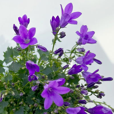 Glockenblume, 2-3 Farben zufällig, Topf-Ø 10,5 cm, 3 Pflanzen