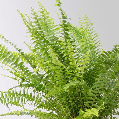 Schwertfarn in Übertopf Dallas seegrün, gl.blau & weiß, Topf-Ø 12cm, 3 Pflanzen Schwertfarn in Übertopf Dallas seegrün, gl.blau & weiß, Topf-Ø 12cm, 3 Pflanzen