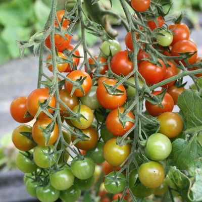 Blu Bio Cherrytomatenpflanze 'Pepe F1', Topf-Ø 12 cm, 3er-Set