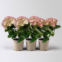 Hortensie 'Elfy', creme-rot, Topf-Ø 10cm, 3 Pflanzen Hortensie 'Elfy', creme-rot, Topf-Ø 10cm, 3 Pflanzen