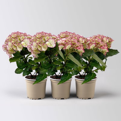 Hortensie 'Elfy', creme-rot, Topf-Ø 10cm, 3 Pflanzen Hortensie 'Elfy', creme-rot, Topf-Ø 10cm, 3 Pflanzen