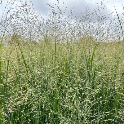 Bio Riesen-Rutenhirse 'Northwind', Topf 5 Liter, Wuchshöhe ca. 170-180cm