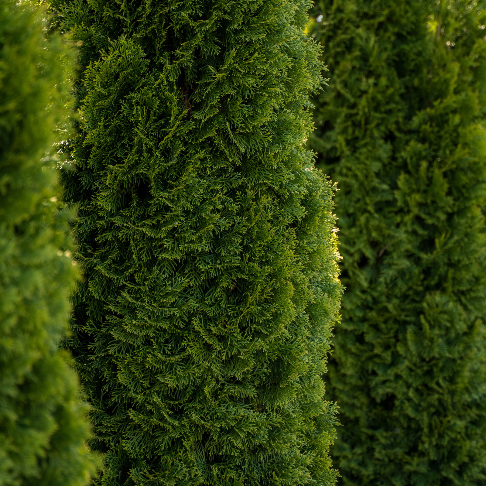 Smaragd-Lebensbaum, Thuja occ. Smaragd-Lebensbaum, Thuja occ.