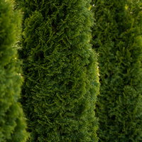 Smaragd-Lebensbaum, Thuja occ. Smaragd-Lebensbaum, Thuja occ.