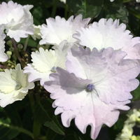 Tellerhortensie 'Koria®', 20cm Topf