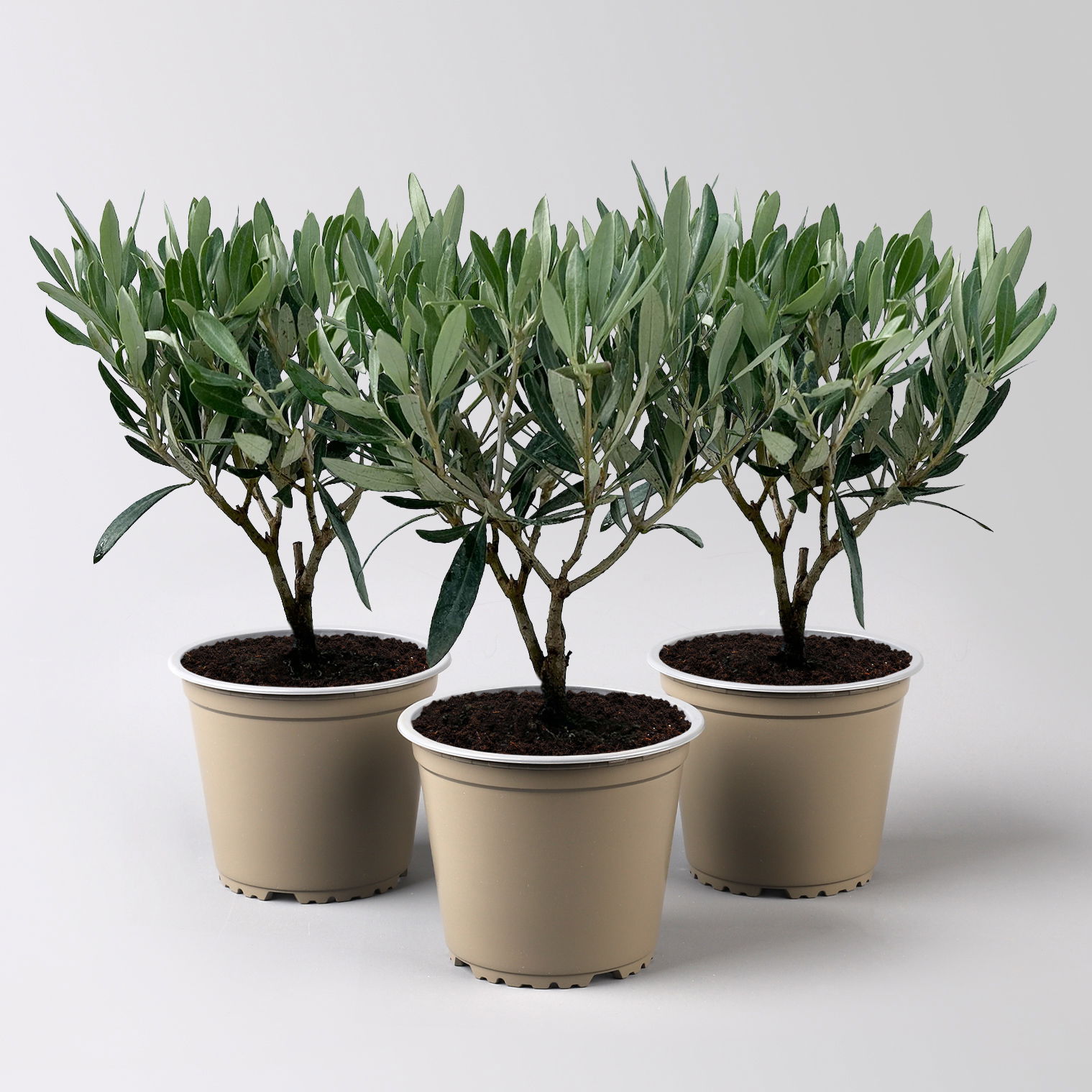 Olivenbaum, buschartig, Topf-Ø 12 cm, Höhe ca. 30 cm, 3 Pflanzen