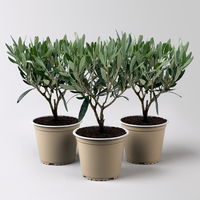 Olivenbaum, buschartig, Topf-Ø 12 cm, Höhe ca. 30 cm, 3 Pflanzen