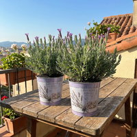 Schopflavendel 'Anouk' in Zinkübertopf, 2 Pflanzen