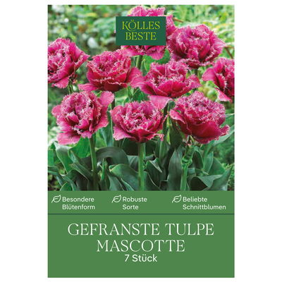 Gefranste Tulpen Mascotte dunkelrosa, 7 Blumenzwiebeln