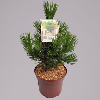 Zwerg Schlangenhautkiefer 'Little Dracula', Höhe 30-40 cm, Topf 4 Liter, 2er-Set Zwerg Schlangenhautkiefer 'Little Dracula', Höhe 30-40 cm, Topf 4 Liter, 2er-Set