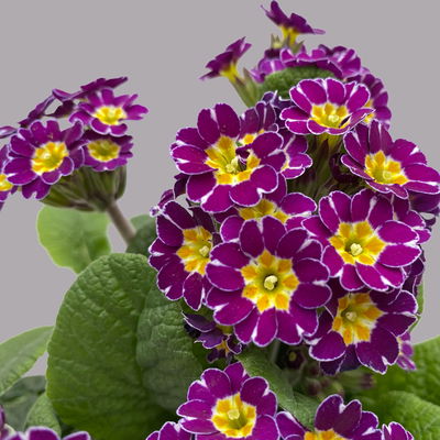 Garten-Schlüsselblume 'Little Queen' lila-gelb, Topf-Ø 13 cm, 6er-Set Garten-Schlüsselblume 'Little Queen' lila-gelb, Topf-Ø 13 cm, 6er-Set