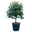 Eucalyptus globulus, Busch, Topf-Ø 40 cm Eucalyptus globulus, Busch, Topf-Ø 40 cm