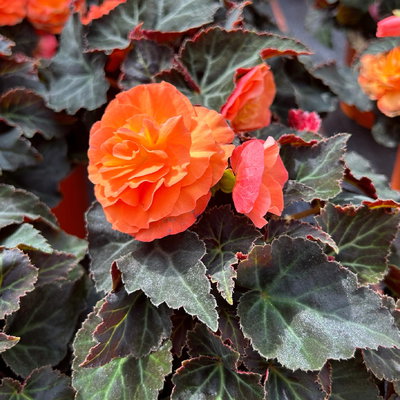 Begonie 'Orangedrops®' orange, Topf-Ø 12 cm, 6 Pflanzen Begonie 'Orangedrops®' orange, Topf-Ø 12 cm, 6 Pflanzen