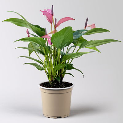 Flamingoblume 'Zizou' lila-dunkelrosa, Topf-Ø 12 cm Flamingoblume 'Zizou' lila-dunkelrosa, Topf-Ø 12 cm